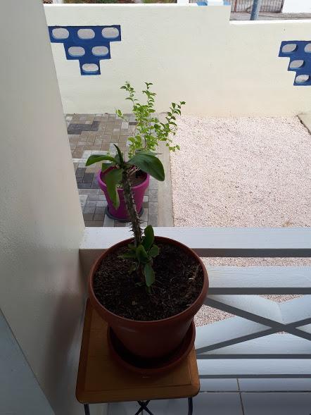 The Lush Apartment Willemstad Bagian luar foto